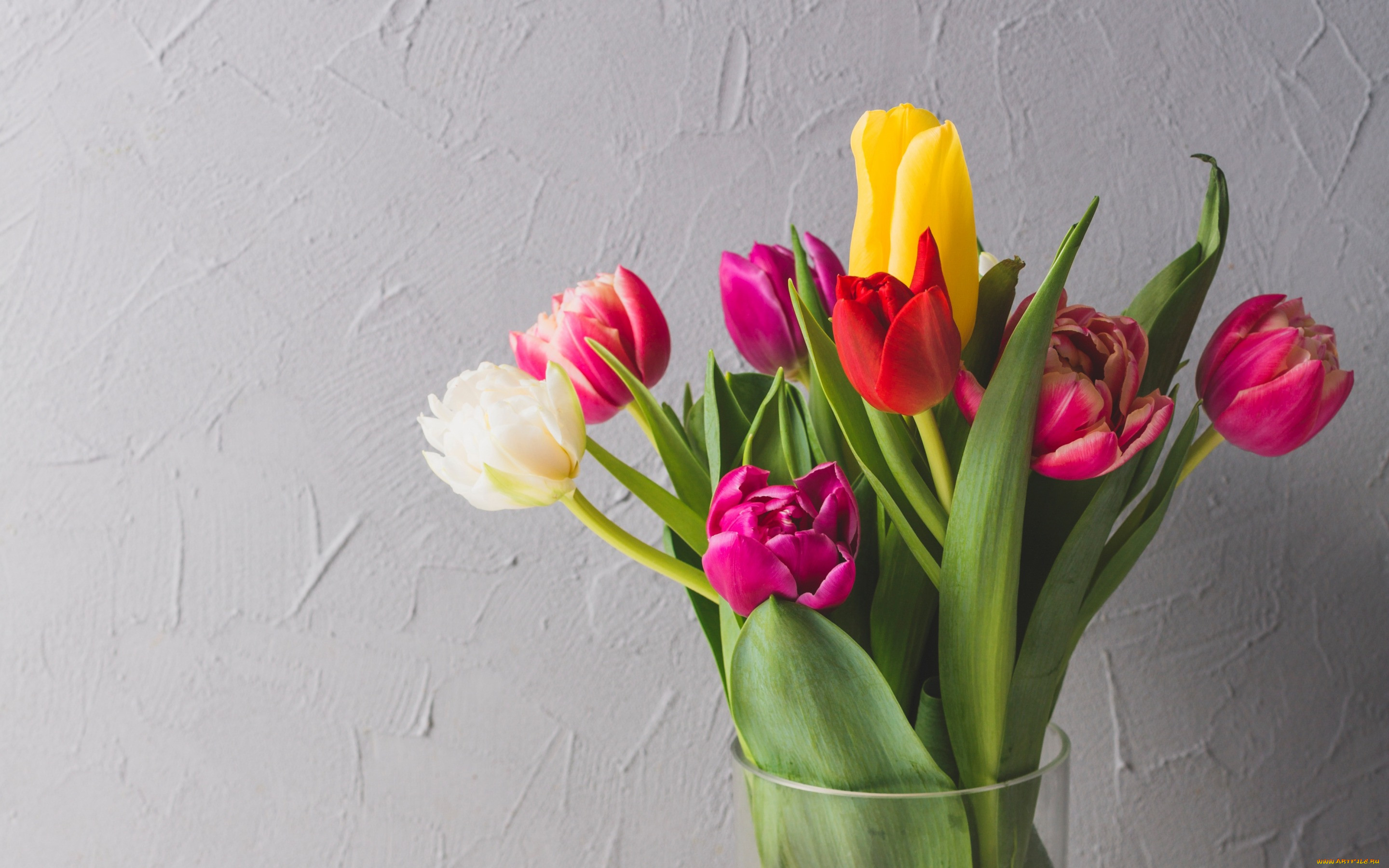 , , colorful, fresh, , flowers, spring, , , bright, tulips